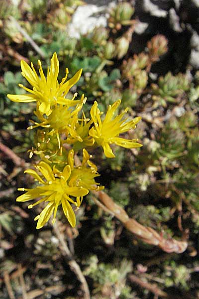 Sedum forsterianum \ Zierliche Felsen-Fetthenne / Rock Stonecrop, Welsh Stonecrop, Andorra Grau Roig 10.8.2006