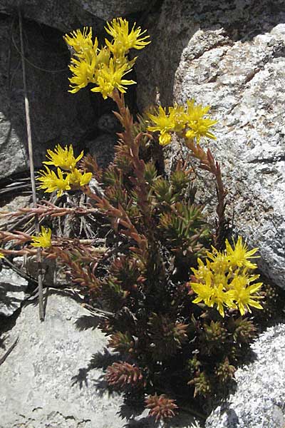 Sedum forsterianum \ Zierliche Felsen-Fetthenne / Rock Stonecrop, Welsh Stonecrop, Andorra Grau Roig 10.8.2006