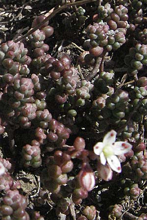 Sedum brevifolium \ Kurzbl&auml;ttriger Mauerpfeffer / Short-Leaved Stonecrop, Andorra Estany de Pessons 10.8.2006