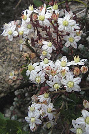 Sedum brevifolium \ Kurzbl&auml;ttriger Mauerpfeffer / Short-Leaved Stonecrop, Andorra Estany de Pessons 10.8.2006