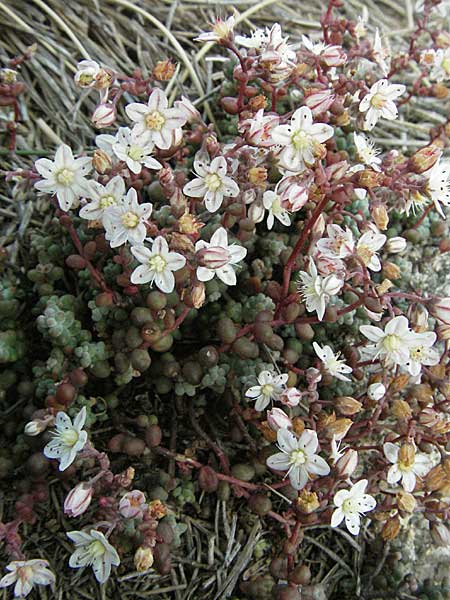 Sedum brevifolium \ Kurzbl&auml;ttriger Mauerpfeffer / Short-Leaved Stonecrop, Andorra Estany de Pessons 10.8.2006