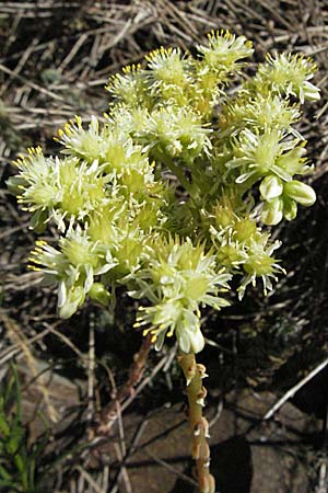 Sedum sediforme \ Nizza-Mauerpfeffer / Pale Stonecrop, F Pyrenäen/Pyrenees, Mont Louis 11.8.2006