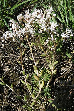 Sedum album \ Weier Mauerpfeffer / White Stonecrop, F Pyrenäen/Pyrenees, Mont Louis 11.8.2006