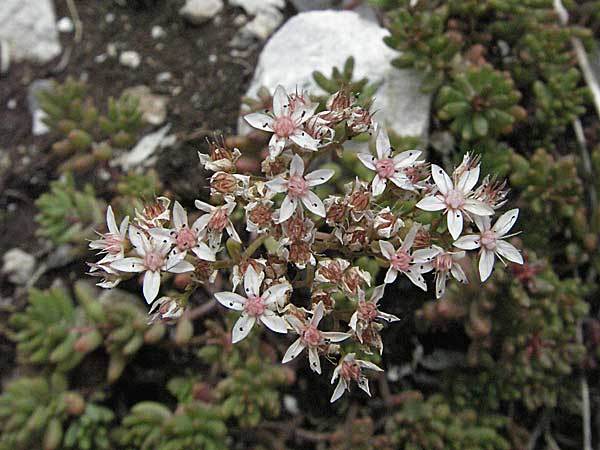 Sedum anglicum subsp. pyrenaicum \ Pyren&auml;en-Mauerpfeffer / Pyrenean Stonecrop, F Montsegur 15.8.2006