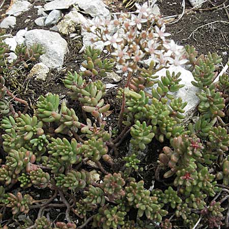 Sedum anglicum subsp. pyrenaicum \ Pyren&auml;en-Mauerpfeffer / Pyrenean Stonecrop, F Montsegur 15.8.2006
