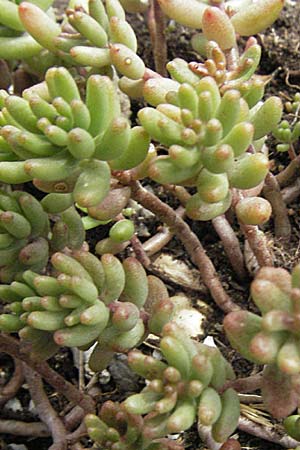 Sedum anglicum subsp. pyrenaicum \ Pyren&auml;en-Mauerpfeffer / Pyrenean Stonecrop, F Montsegur 15.8.2006