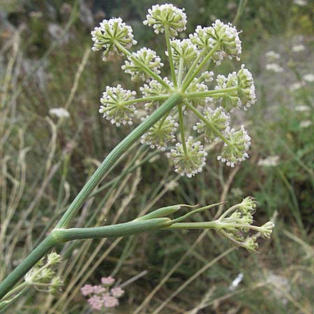 Seseli montanum \ Bergfenchel / Seseli, F Montsegur 15.8.2006