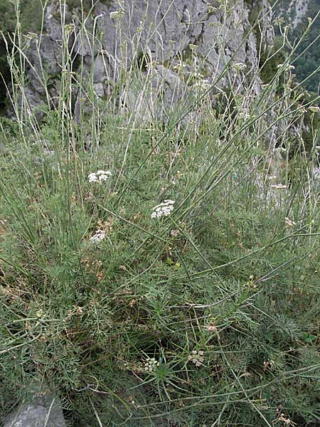 Seseli montanum \ Bergfenchel / Seseli, F Montsegur 15.8.2006