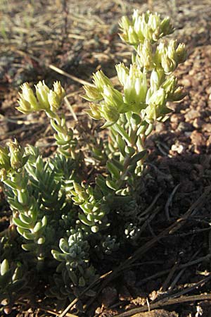 Sedum sediforme \ Nizza-Mauerpfeffer / Pale Stonecrop, F Maures, Bois de Rouquan 12.5.2007