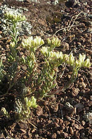 Sedum sediforme \ Nizza-Mauerpfeffer / Pale Stonecrop, F Maures, Bois de Rouquan 12.5.2007
