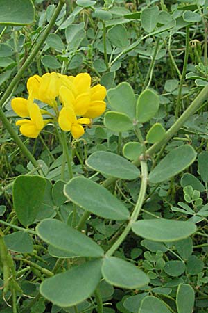 Coronilla vaginalis \ Scheiden-Kronwicke / Sheated Scorpion Vetch, F Corbières, Talairan 13.5.2007
