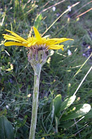 Senecio doronicum subsp. gerardii \ Gerards Greiskraut / Gerard's Ragwort, F Col de Granon 22.6.2008
