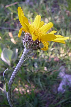 Senecio doronicum subsp. gerardii \ Gerards Greiskraut / Gerard's Ragwort, F Col de Gleize 22.6.2008