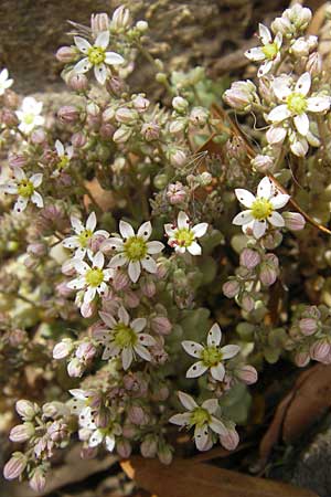 Sedum dasyphyllum \ Dickblttriger Mauerpfeffer / Corsian Stonecrop, F Pont du Gard 26.5.2009