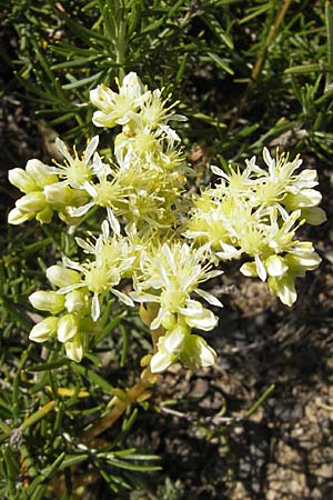 Sedum sediforme \ Nizza-Mauerpfeffer / Pale Stonecrop, F Lac de Salagou 4.6.2009