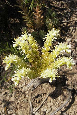 Sedum sediforme \ Nizza-Mauerpfeffer / Pale Stonecrop, F Lac de Salagou 4.6.2009