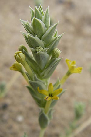Crucianella maritima \ Strand-Kreuzblatt / Sea Crosswort, F S&egrave;te 5.6.2009