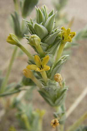 Crucianella maritima \ Strand-Kreuzblatt / Sea Crosswort, F S&egrave;te 5.6.2009