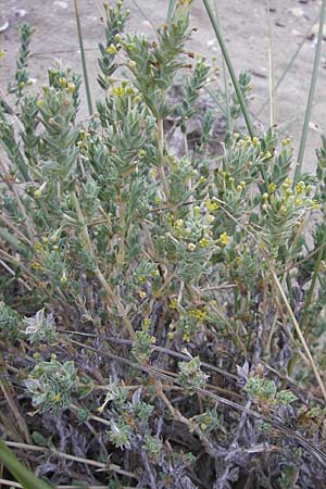 Crucianella maritima \ Strand-Kreuzblatt / Sea Crosswort, F S&egrave;te 5.6.2009