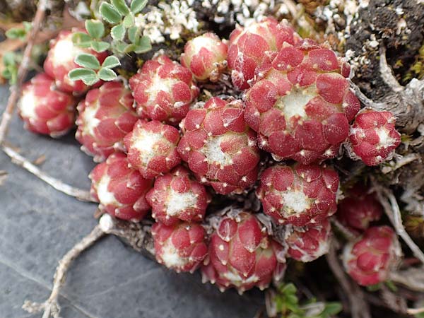Sempervivum arachnoideum \ Spinnweb-Hauswurz / Cobweb House-Leek, F Col de la Bonette 8.7.2016