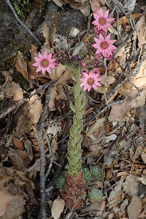 Sempervivum arachnoideum \ Spinnweb-Hauswurz / Cobweb House-Leek, F Pyrenäen/Pyrenees, Saint-Martin du Canigou 25.7.2018