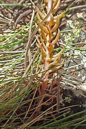 Sedum forsterianum \ Zierliche Felsen-Fetthenne / Rock Stonecrop, Welsh Stonecrop, F Pyrenäen/Pyrenees, Col de Mantet 28.7.2018