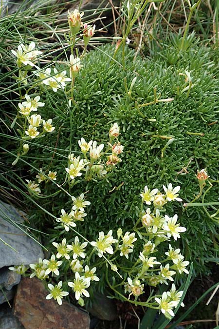 Saxifraga exarata subsp. fastigiata ? \ Aufrechter Moschus-Steinbrech / Erect Musky Saxifrage, F Pyrenäen/Pyrenees, Puigmal 1.8.2018