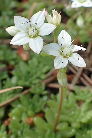 Sedum hirsutum \ Behaarter Mauerpfeffer / Hairy Stonecrop, F Pyren&auml;en/Pyrenees, Eyne 4.8.2018