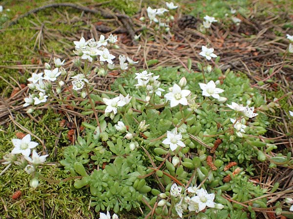 Sedum hirsutum \ Behaarter Mauerpfeffer / Hairy Stonecrop, F Pyren&auml;en/Pyrenees, Eyne 4.8.2018