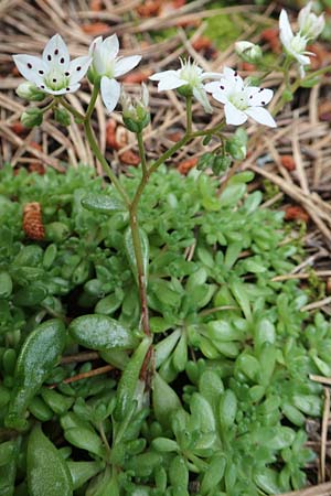 Sedum hirsutum \ Behaarter Mauerpfeffer / Hairy Stonecrop, F Pyren&auml;en/Pyrenees, Eyne 4.8.2018