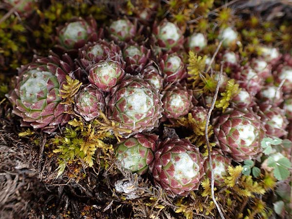 Sempervivum arachnoideum \ Spinnweb-Hauswurz / Cobweb House-Leek, F Champcella 29.4.2023