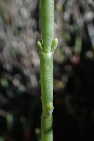 Salicornia europaea \ Europischer Queller / Common Glasswort, F Camargue,  Salin-de-Giraud 3.5.2023