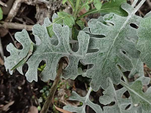 Senecio cineraria \ Aschen-Greiskraut, Silber-Greiskraut / Silver Ragwort, Dusty Miller, F Grasse 15.3.2024