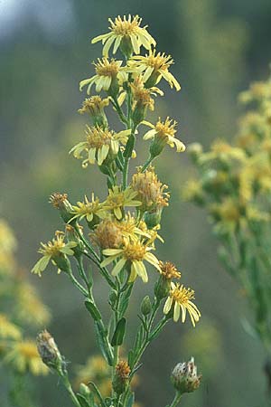 Senecio inaequidens \ Schmalblttriges Greiskraut / Narrow-Leaved Ragwort, F Maures, Les Mayons 12.10.2003