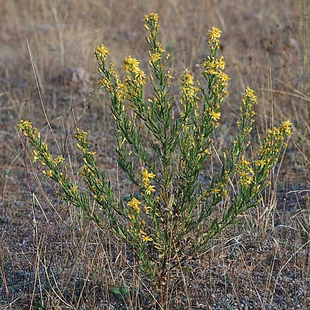 Senecio inaequidens \ Schmalblttriges Greiskraut / Narrow-Leaved Ragwort, F Maures, Les Mayons 12.10.2003