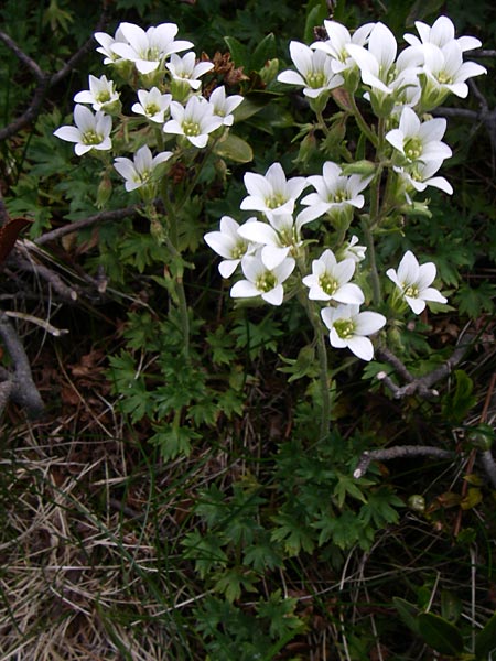Saxifraga geranioides \ Storchschnabel-Steinbrech / Crane's-Bill Saxifrage, F Pyren&auml;en/Pyrenees, Eyne 25.6.2008