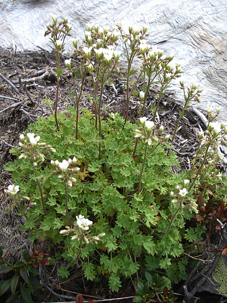 Saxifraga geranioides \ Storchschnabel-Steinbrech / Crane's-Bill Saxifrage, F Pyren&auml;en/Pyrenees, Eyne 25.6.2008