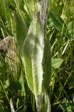 Silene flos-jovis \ Jupiter-Lichtnelke / Flower of Jove, F Col de la Bonette 8.7.2016
