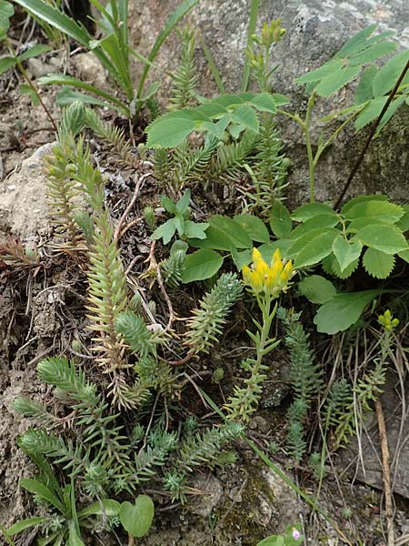 Sedum forsterianum \ Zierliche Felsen-Fetthenne / Rock Stonecrop, Welsh Stonecrop, F Pyrenäen/Pyrenees, Canigou 24.7.2018