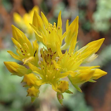 Sedum forsterianum \ Zierliche Felsen-Fetthenne / Rock Stonecrop, Welsh Stonecrop, F Pyrenäen/Pyrenees, Canigou 24.7.2018