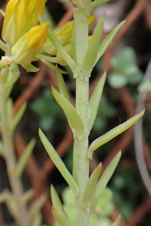 Sedum forsterianum \ Zierliche Felsen-Fetthenne / Rock Stonecrop, Welsh Stonecrop, F Pyrenäen/Pyrenees, Canigou 24.7.2018
