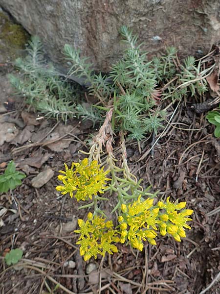 Sedum forsterianum \ Zierliche Felsen-Fetthenne / Rock Stonecrop, Welsh Stonecrop, F Pyrenäen/Pyrenees, Canigou 24.7.2018