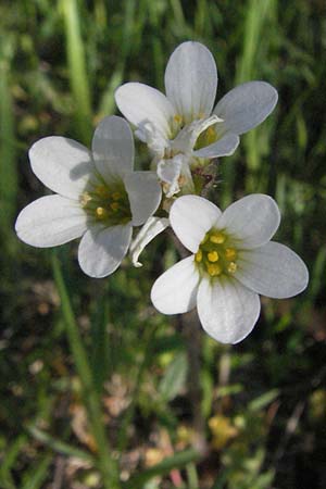 Saxifraga granulata \ Knllchen-Steinbrech / Meadow Saxifrage, F Mont Aigoual 8.6.2006