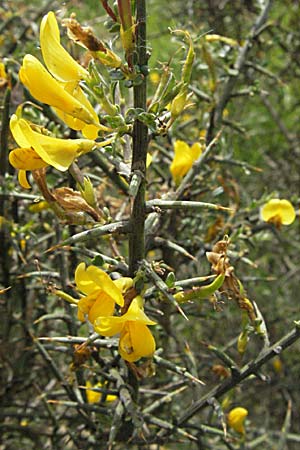 Ulex europaeus ? \ Europischer Stechginster / Gorse, F Corbières, Talairan 13.5.2007