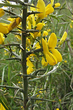 Ulex europaeus ? \ Europischer Stechginster / Gorse, F Corbières, Talairan 13.5.2007