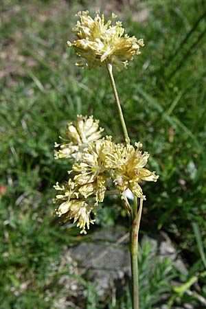 Luzula lutea \ Gold-Hainsimse / Yellow Wood-Rush, F Pyren&auml;en/Pyrenees, Eyne 25.6.2008