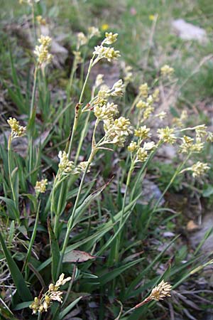 Luzula lutea \ Gold-Hainsimse / Yellow Wood-Rush, F Pyren&auml;en/Pyrenees, Eyne 25.6.2008