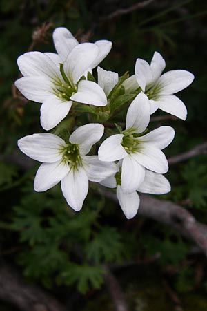 Saxifraga geranioides \ Storchschnabel-Steinbrech / Crane's-Bill Saxifrage, F Pyren&auml;en/Pyrenees, Eyne 25.6.2008