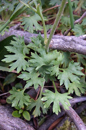 Saxifraga geranioides \ Storchschnabel-Steinbrech / Crane's-Bill Saxifrage, F Pyren&auml;en/Pyrenees, Eyne 25.6.2008