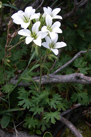 Saxifraga geranioides \ Storchschnabel-Steinbrech / Crane's-Bill Saxifrage, F Pyren&auml;en/Pyrenees, Eyne 25.6.2008